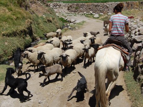 All hell broke loose when a herd of sheep came up the road, completely unafraid of our dogs or the horses.